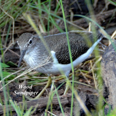 Wood Sandpiper